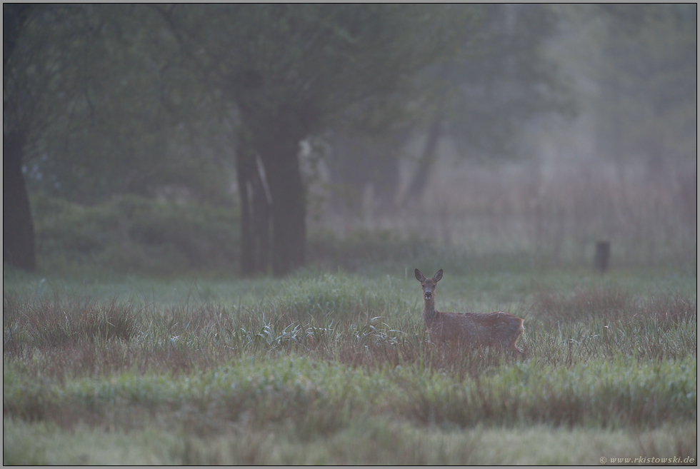 im Frühdunst... Reh *Capreolus capreolus*