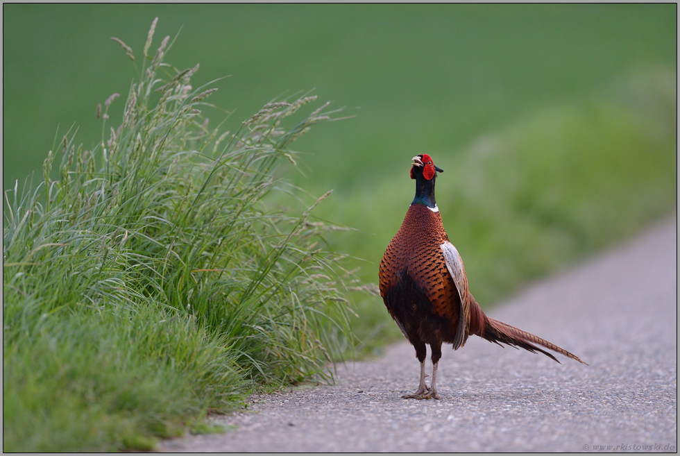 Herr Generalmajor... Jagdfasan *Phasianus colchicus*