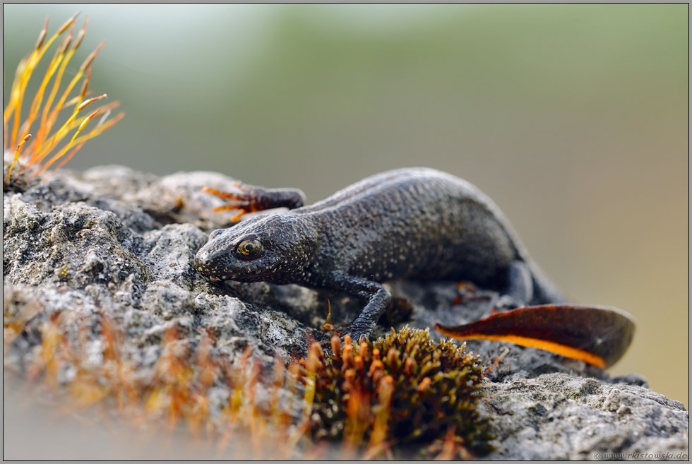 gefährdet... Nördlicher Kammmolch *Triturus cristatus*