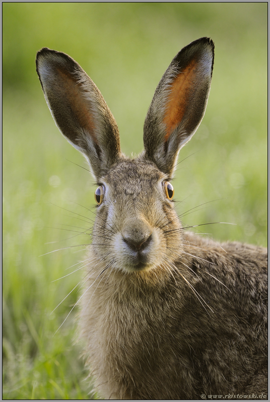 baff erstaunt... Feldhase *Lepus europaeus*