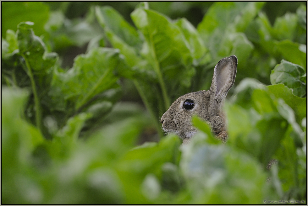 zwischen Rübenblättern... Wildkaninchen *Oryctolagus cuniculus*