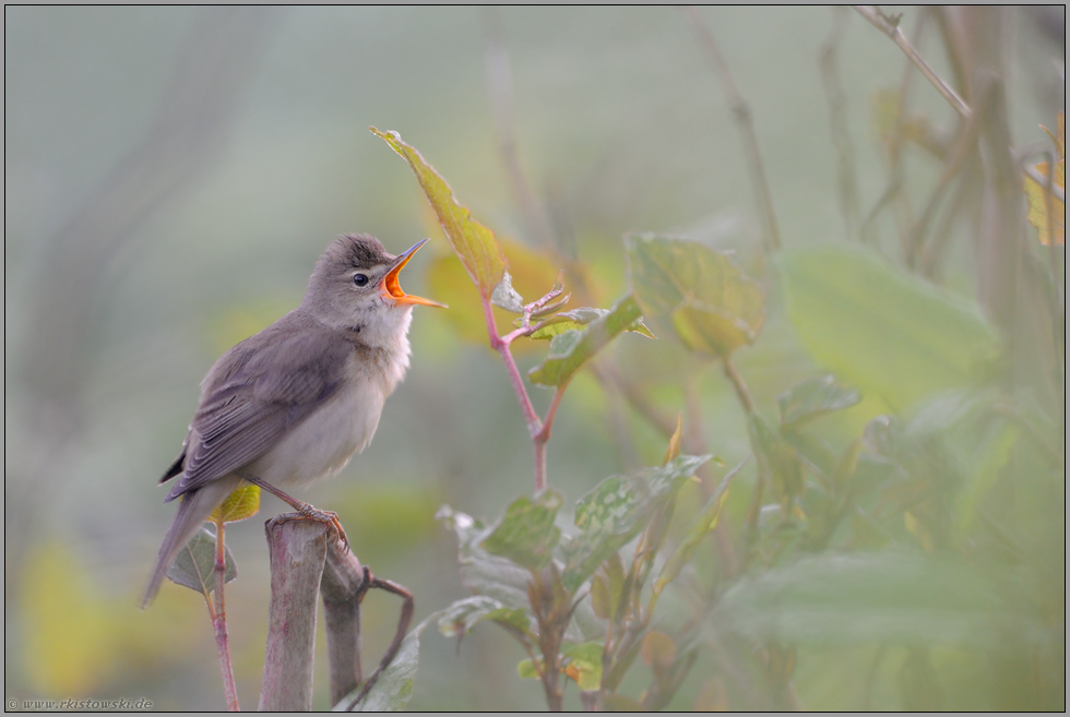 früh am Morgen... Sumpfrohrsänger *Acrocephalus palustris*