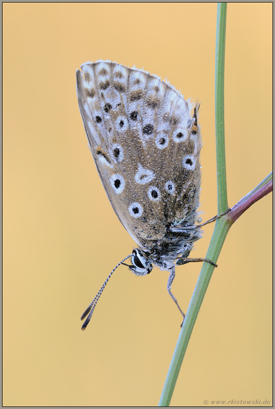 abgeflogen... Himmelblauer Bläuling *Polyommatus bellargus*