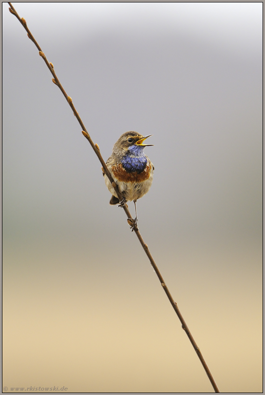 Frühheimkehrer... Blaukehlchen *Luscinia svecica*