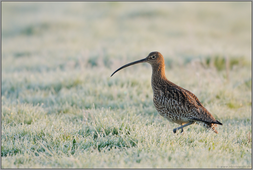 Nachtfrost... Grosser Brachvogel *Numenius arquata*