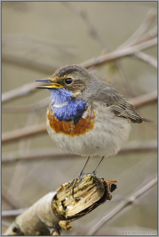 ganz nah... Blaukehlchen *Luscinia svecica*