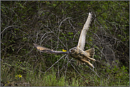 wildlife... Europäischer Uhu *Bubo bubo*