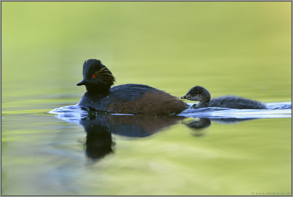 im Schlepptau... Schwarzhalstaucher *Podiceps nigricollis*