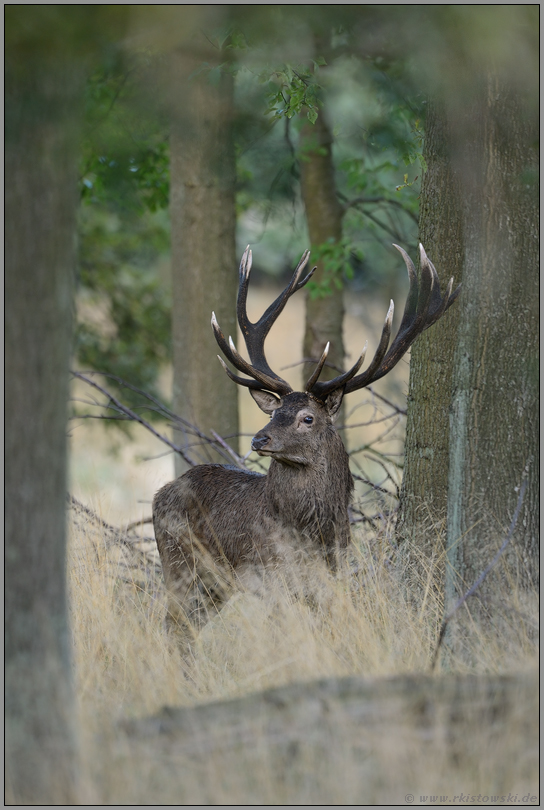 ein 16ender... Rothirsch *Cervus elaphus*