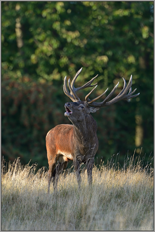 der Klassiker... Rothirsch *Cervus elaphus*