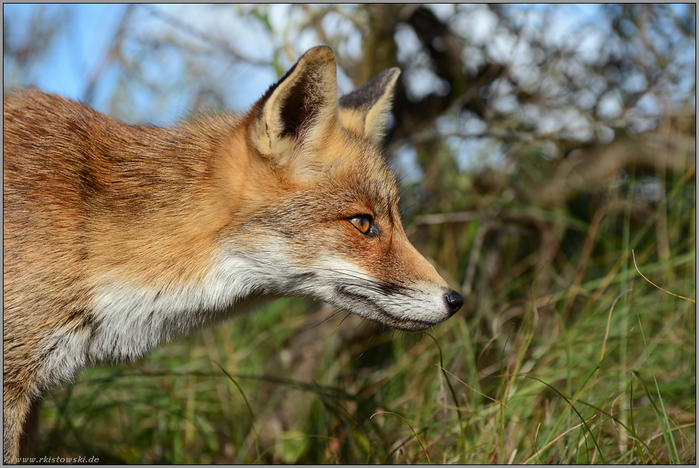 verschlagene Blicke... Rotfuchs *Vulpes vulpes*