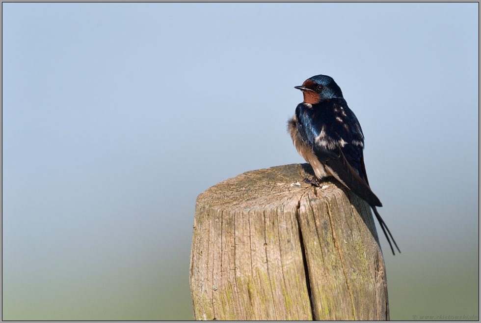 kleiner Vogel... Rauchschwalbe *Hirundo rustica*