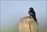 kleiner Vogel... Rauchschwalbe *Hirundo rustica*