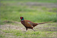 flüchtend... Jagdfasan *Phasianus colchicus*