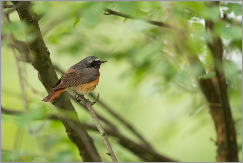 weiße Stirn, schwarze Brust, roter Schwanz... Gartenrotschwanz *Phoenicurus phoenicurus*