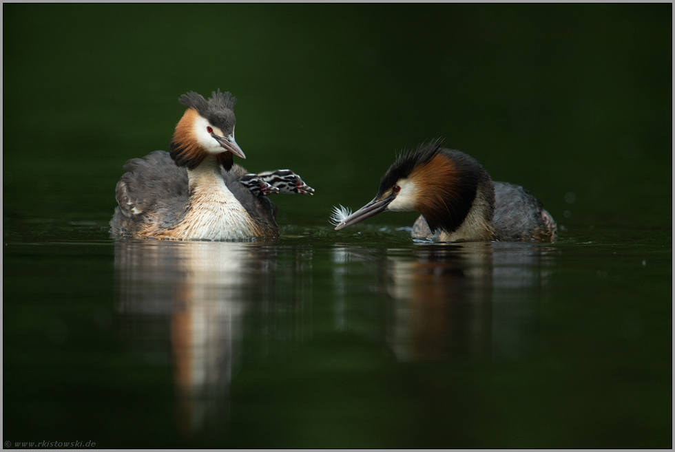 eine Feder für den Nachwuchs... Haubentaucher *Podiceps cristatus*