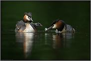 eine Feder für den Nachwuchs... Haubentaucher *Podiceps cristatus*