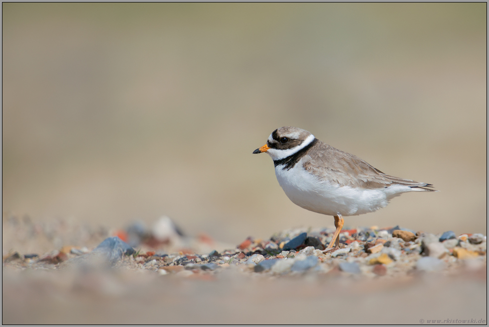 bescheiden... Sandregenpfeifer *Charadrius hiaticula*