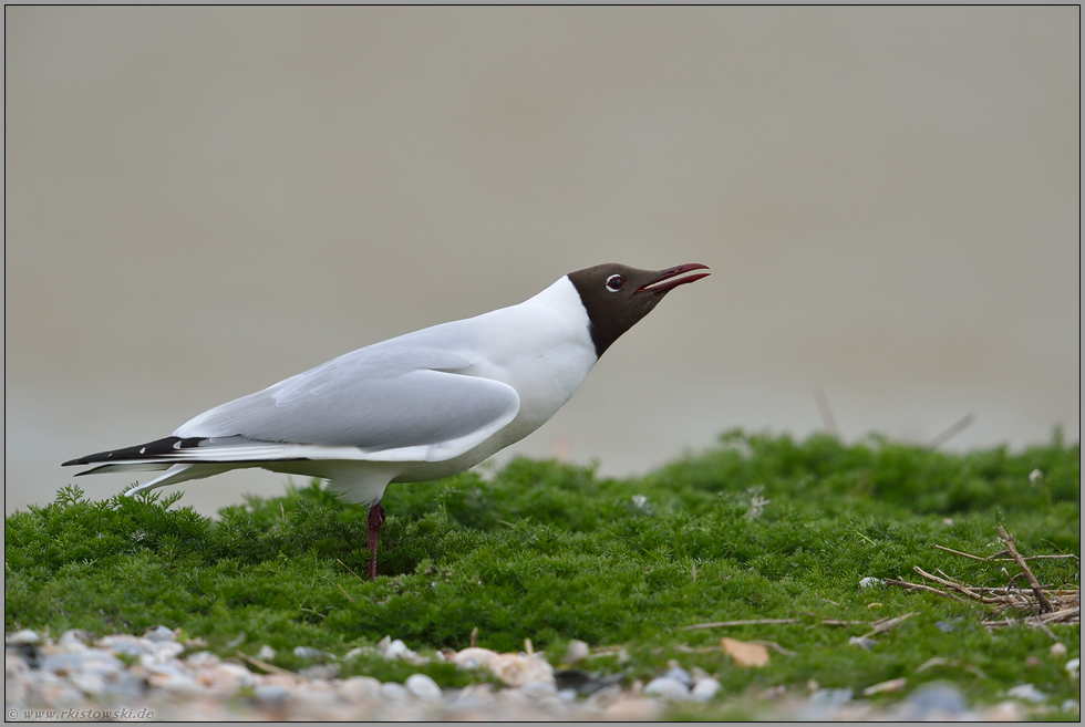 ruffreudig... Lachmöwe *Chroicocephalus ridibundus*