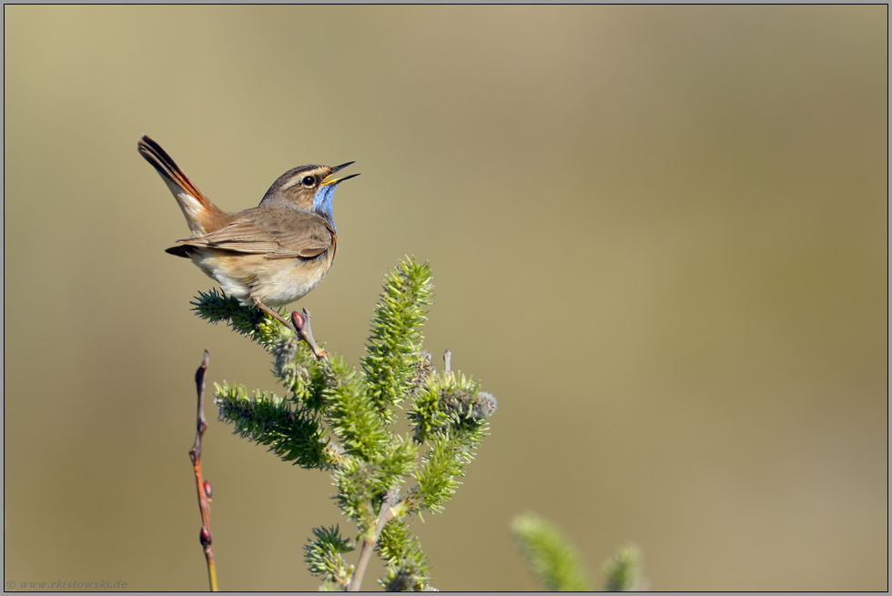 Gesang... Blaukehlchen *Luscinia svecica*