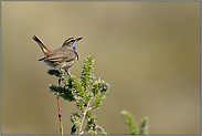 aufgeregt... Blaukehlchen *Luscinia svecica*