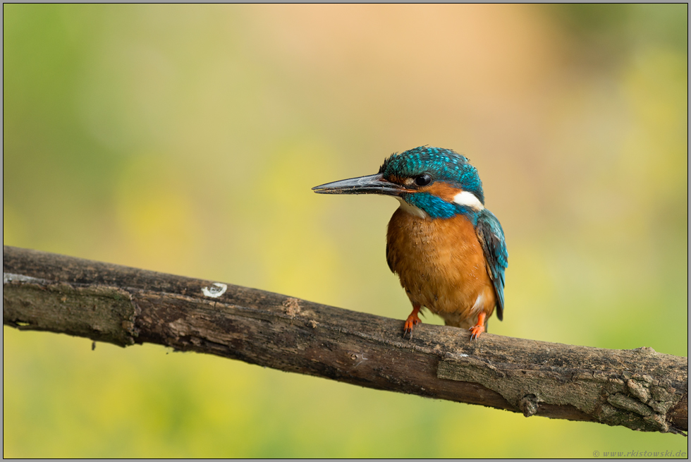 Höhlenbauer... Eisvogel *Alcedo atthis*