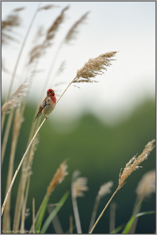 singend... Karmingimpel *Carpodacus erythrinus*