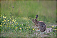 Feinschmecker... Feldhase *Lepus europaeus*