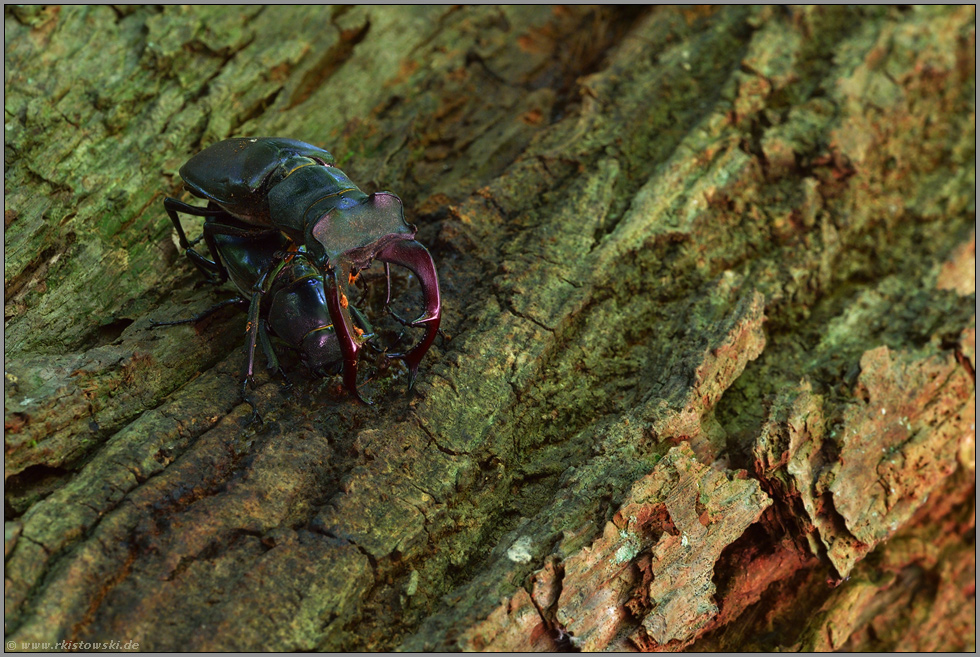 Paarungsverhalten... Hirschkäfer *Lucanus cervus*