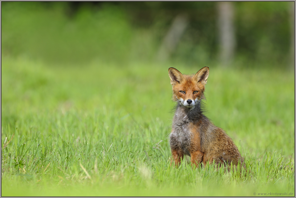 überrascht...  Rotfuchs *Vulpes vulpes *