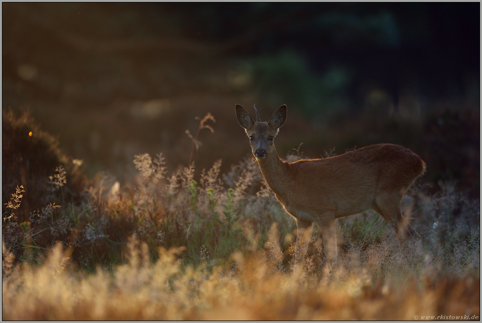 im richtigen Moment... Rehbock *Capreolus capreolus*