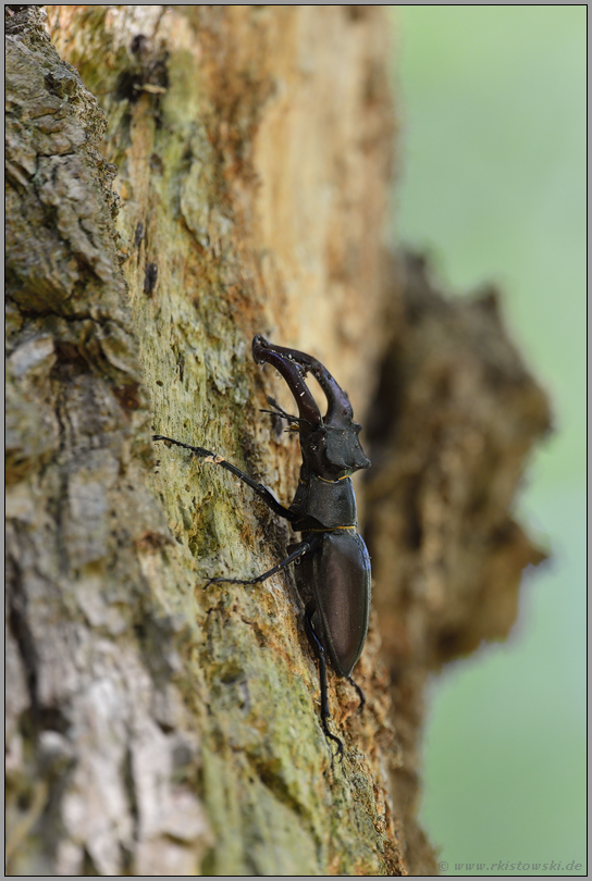 zielstrebig... Hirschkäfer *Lucanus cervus*