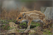 früh übt sich... Wildschwein *Sus_scrofa*