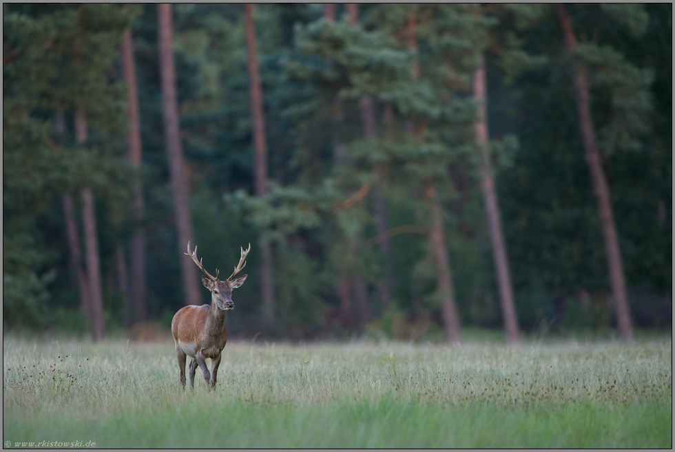 Nachwuchs... Rothirsch *Cervus elaphus*