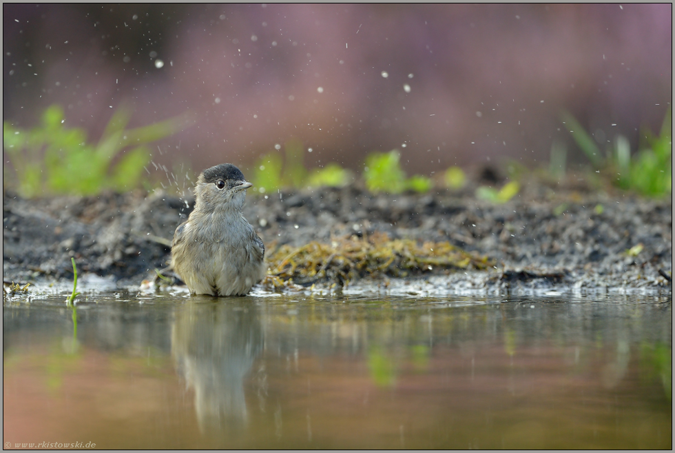 Wasserspritzer... Mönchsgrasmücke *Sylvia atricapilla*