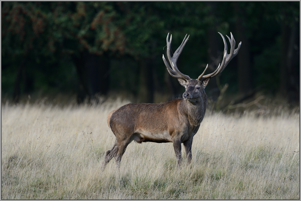 Orientierungsblick... Rothirsch *Cervus elaphus*