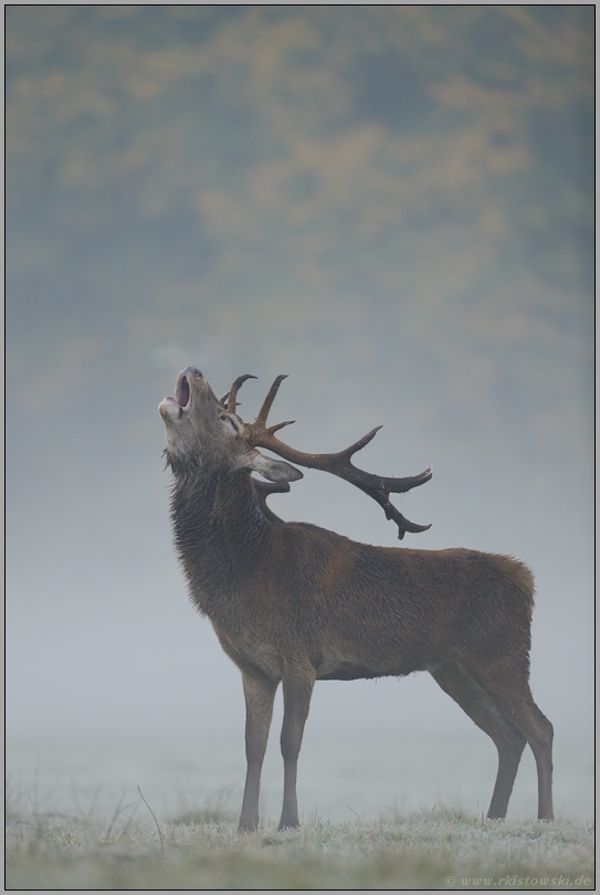 der Schrei... Rothirsch *Cervus elaphus*