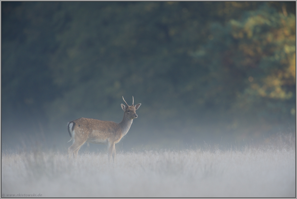 Damspiesser im Nebel... Damhirsch *Dama dama*