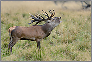 ein prächtiger Hirsch... Rothirsch *Cervus elaphus*