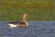 schwimmend... Blässgans *Anser albifrons*