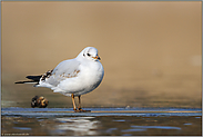 Jungvogel im ersten Winter... Lachmöwe *Chroicocephalus ridibundus*