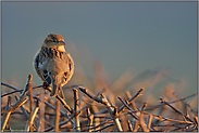 letztes Licht... Haussperling *Passer domesticus*