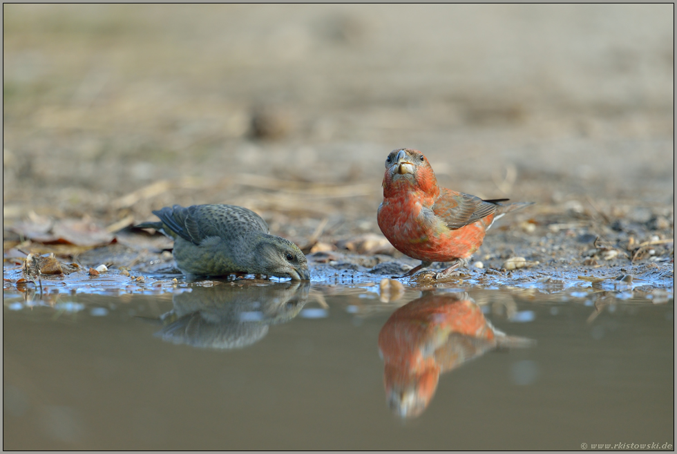 abgelenkt... Kiefernkreuzschnäbel *Loxia pytyopsittacus*