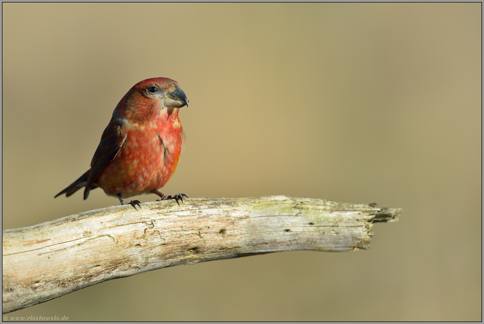 Stiernacken... Kiefernkreuzschnabel *Loxia pytyopsittacus*