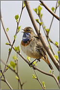 die Birken schlagen aus... Blaukehlchen *Luscinia svecica*