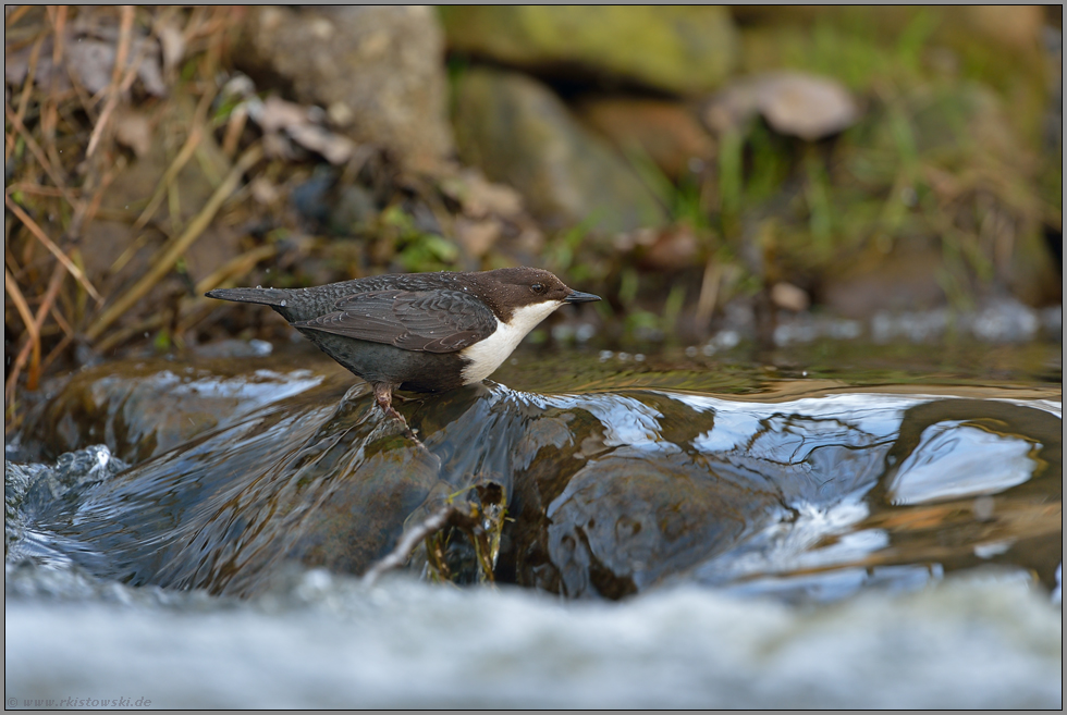 im Lebensraum... Wasseramsel *Cinclus cinclus*