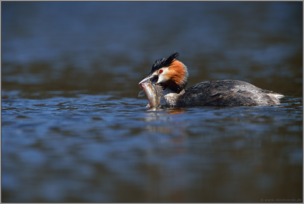 dicker Fisch... Haubentaucher *Podiceps cristatus*