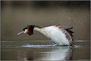 der Schüttelsprung... Haubentaucher *Podiceps cristatus*