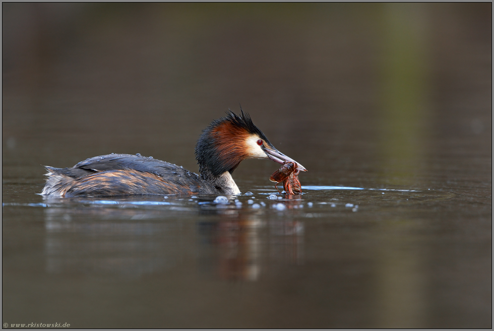 Feinschmecker... Haubentaucher *Podiceps cristatus*