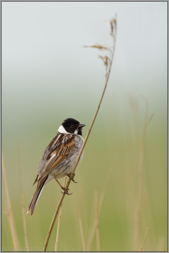 Riedgras... Rohrammer *Emberiza schoeniclus*